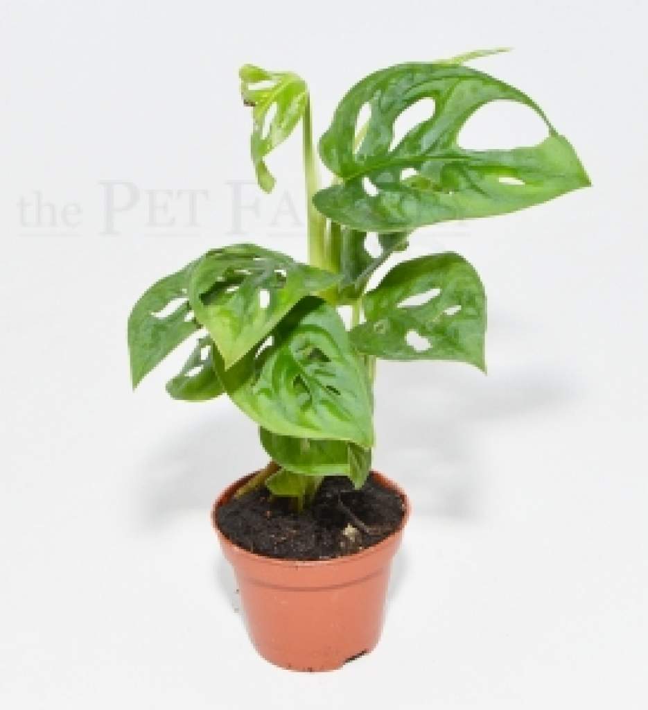 Monstera obliqua